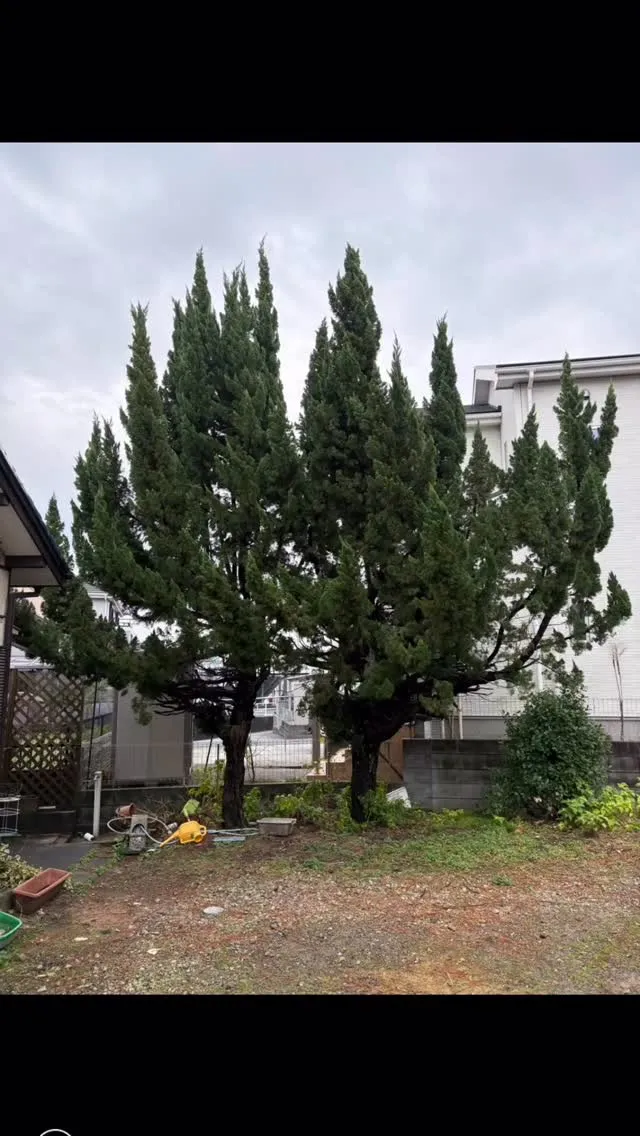 今回は、超巨大な貝塚の伐採と言いますか？剪定と言いますか？と...