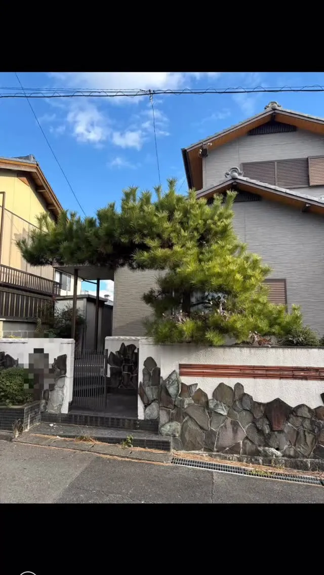 今日は、松の木の伐採のお仕事を頂きました。