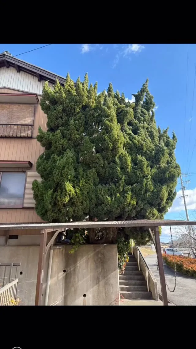 今回は巨大な貝塚の伐採と言いますか？剪定と言いますか？