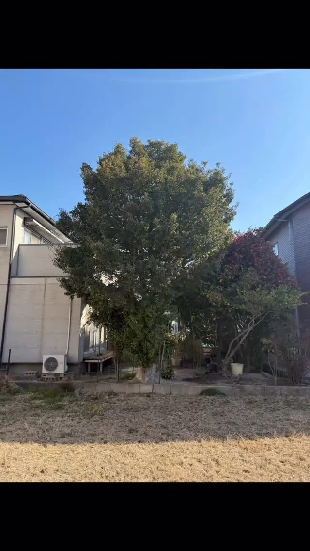 今回は、太い状態のまま上まで伸びてる超危険な大木の伐採•剪定...