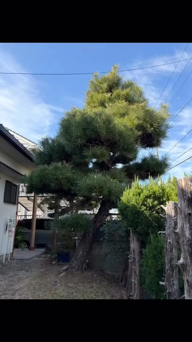 今回は、樹齢47年の松の木と木蓮２本の伐採のお仕事を頂きまし...