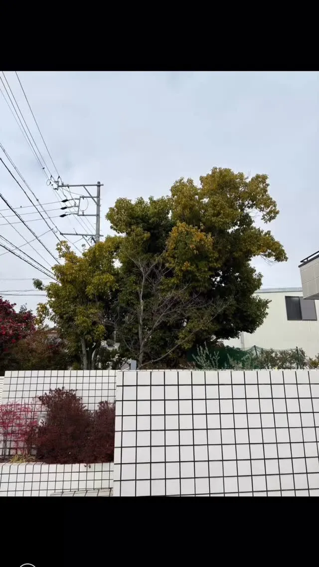 今回は巨大になったカシの木の剪定、左の小ぶりのカシの木の伐採...