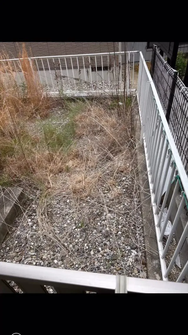 今日の道具は、カマと手ノコだけ。