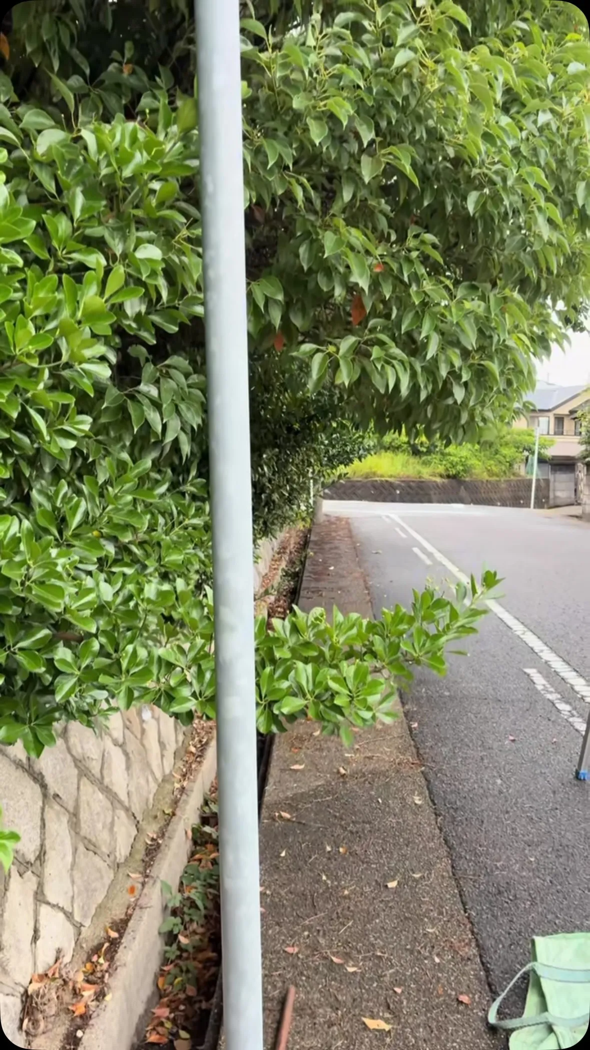今日から4日間、この千坪のお庭の道路に飛び出した外周りをやら...