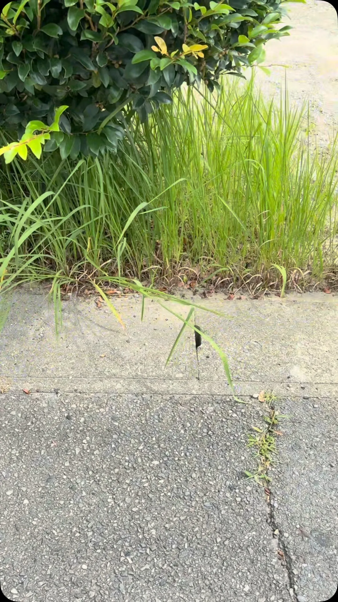 今日は朝からこちらのお庭をやらさせて頂いておりま〜す😊