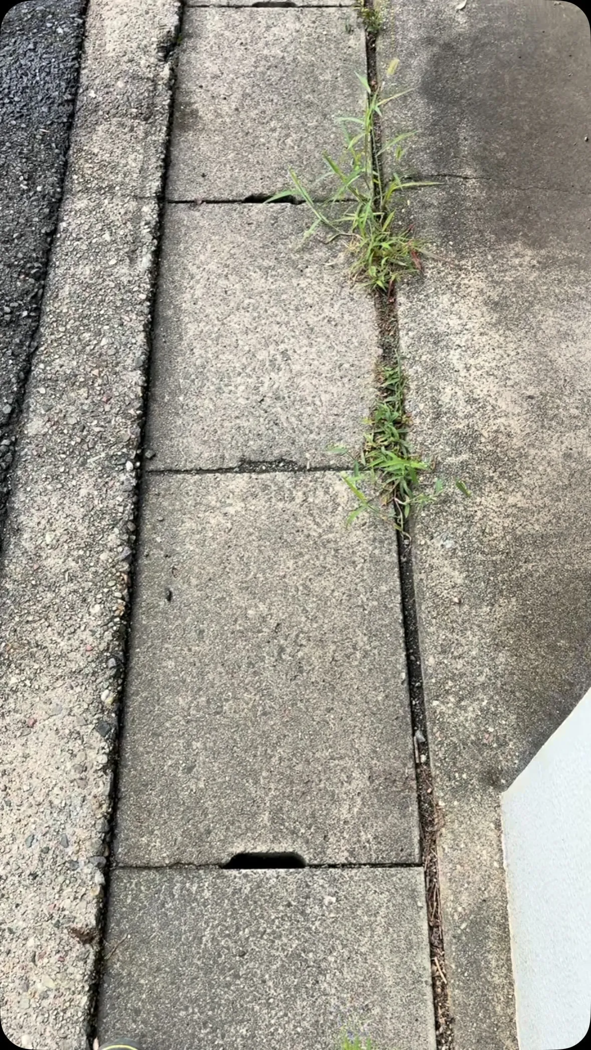 今日は、ボーボーに草が伸びているお庭をやらさせて頂いておりま...
